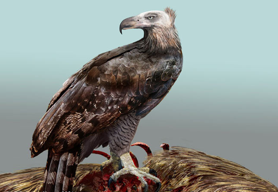Палеонтологи узнали, чем вымерший орел из Новой Зеландии был похож на грифа.Вокруг Света. Украина