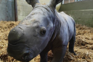 Сохранение вида: в Англии появился на свет детеныш южного белого носорога  