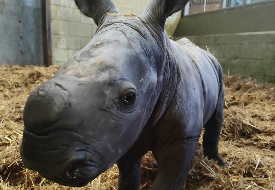 Сохранение вида: в Англии появился на свет детеныш южного белого носорога  
