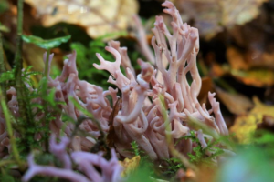 Чудо-клавария: в Англии обнаружили редкий гриб, похожий на коралл