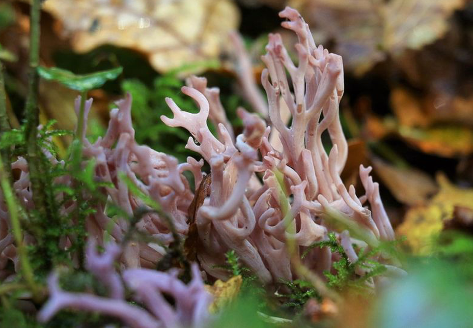 Чудо-клавария: в Англии обнаружили редкий гриб, похожий на коралл