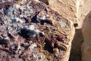 В Польше нашли сотни следов динозавров, оставленных 200 млн лет назад