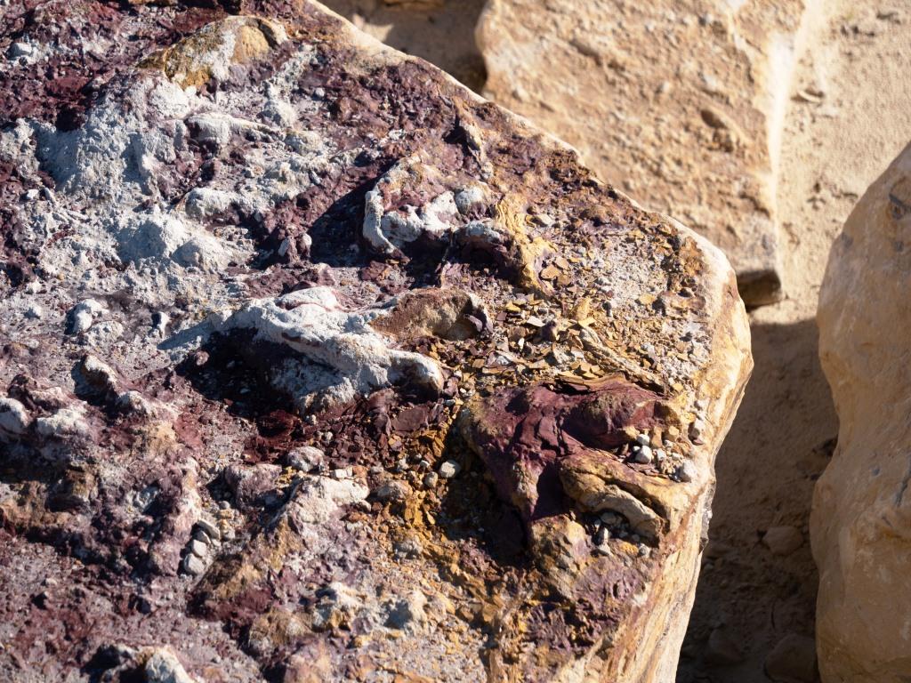 В Польше нашли сотни следов динозавров, оставленных 200 млн лет назад