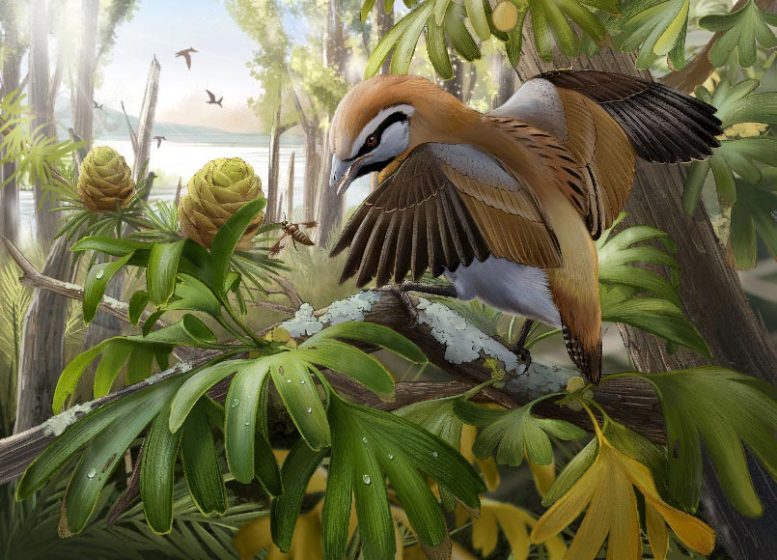 Палеонтологи описали новый вид древней птицы с непомерно длинным языком.Вокруг Света. Украина