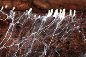 Микологи впервые составят мировую карту подземных грибных сетей