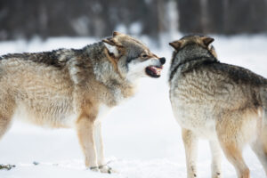 В Норвегии вымерли норвежские волки