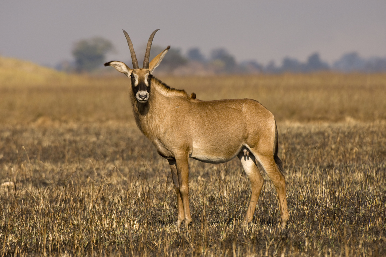 Кения и Танзания обменяются антилопами и черными носорогами.Вокруг Света. Украина