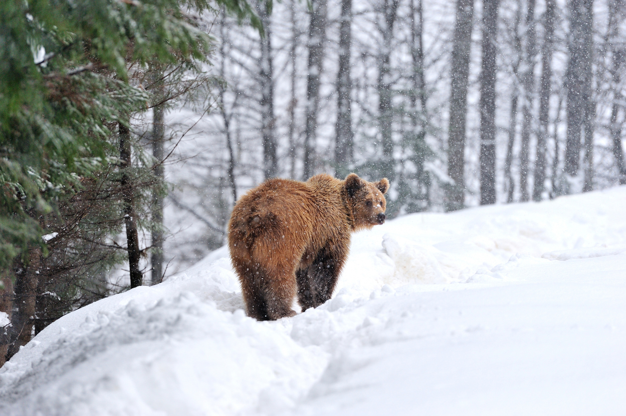 В Италии медведь-попрошайка штурмовал кондитерские: видео.Вокруг Света. Украина
