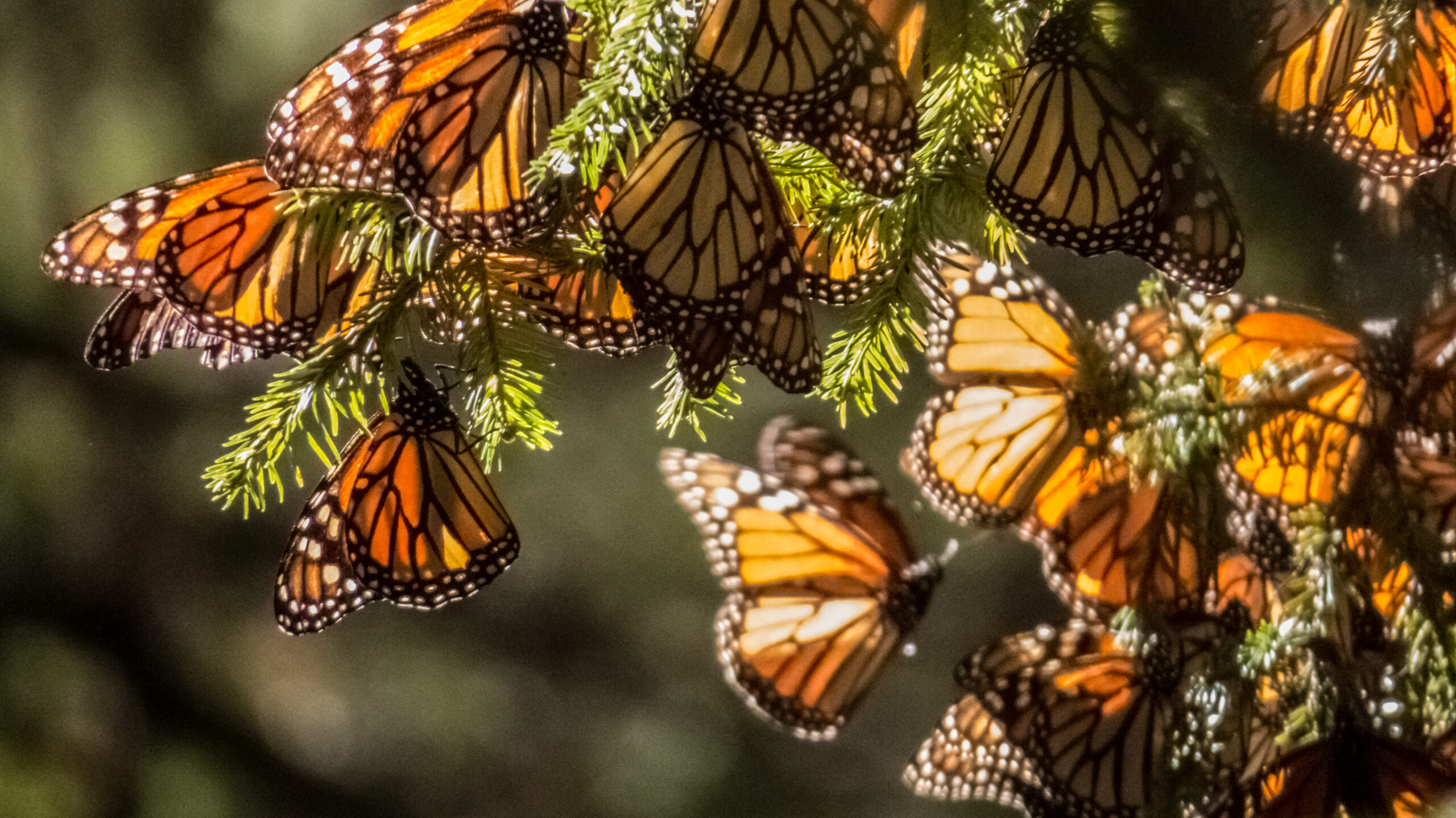 В Мексике для защиты бабочек Монарх созданы вооруженные патрули.Вокруг Света. Украина