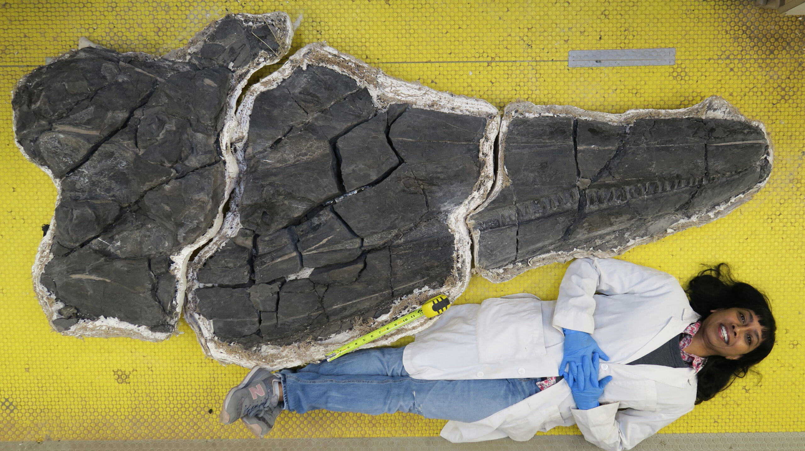 Палеонтологи открыли первый вид гигантских животных