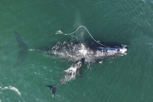 У берегов США самка кита запуталась в снастях. Вместе с ней страдает детеныш