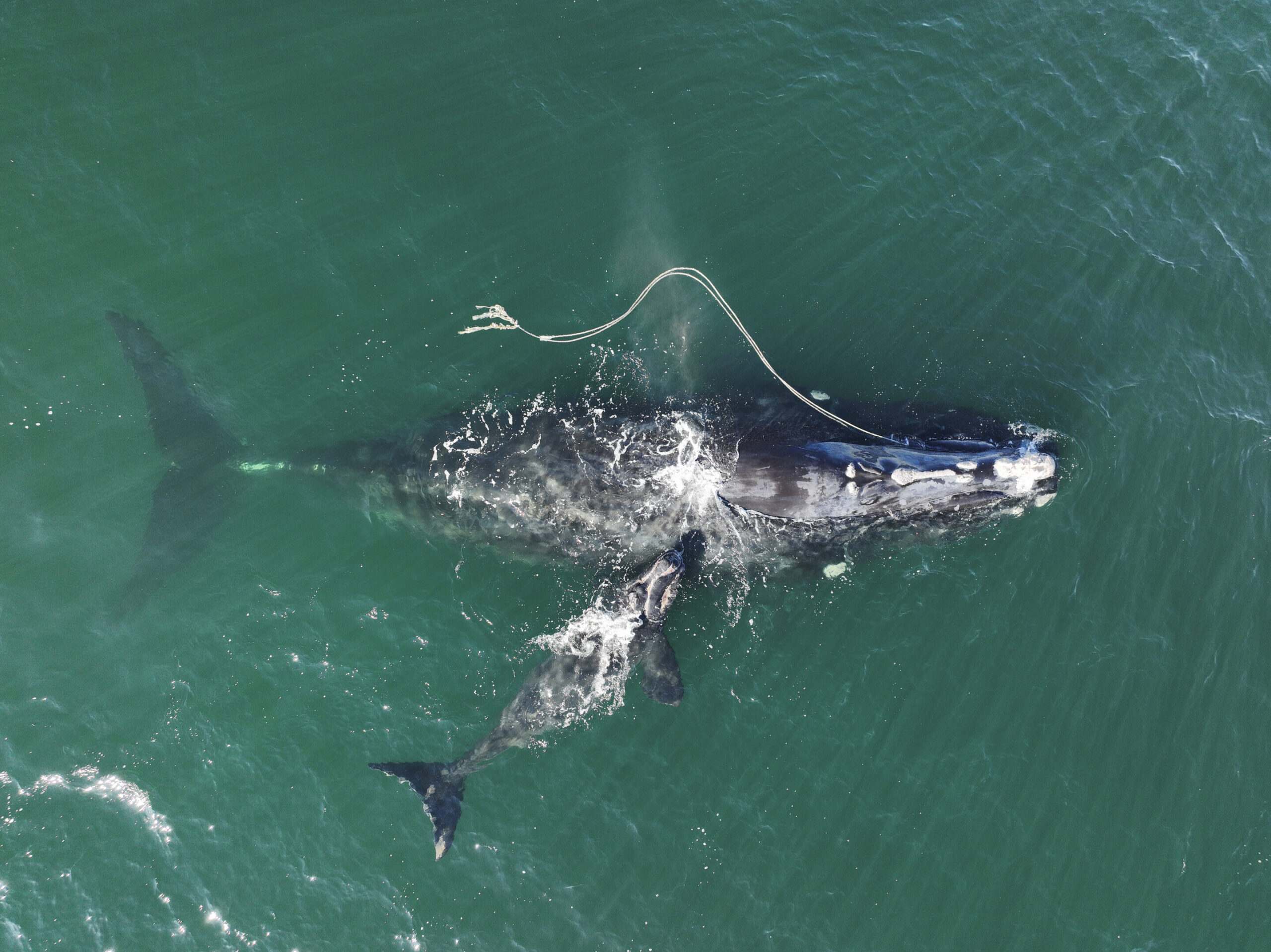 У берегов США самка кита запуталась в снастях. Вместе с ней страдает детеныш.Вокруг Света. Украина