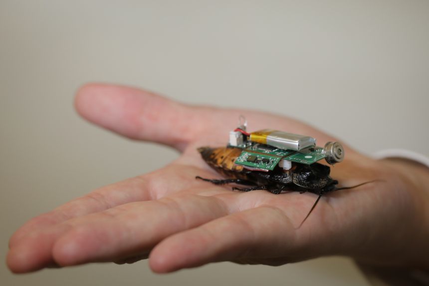 В Сингапуре тараканы с чипами будут помогать спасателям.Вокруг Света. Украина