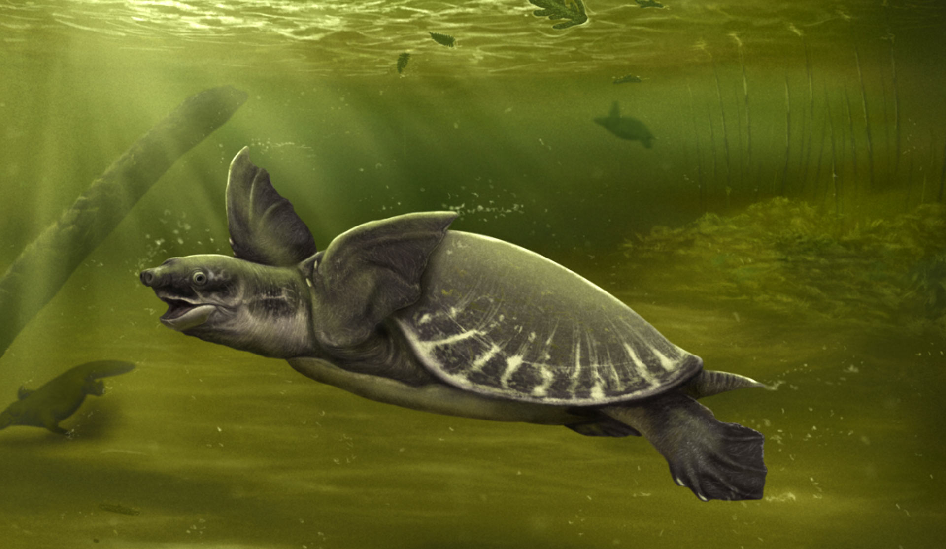В Австралии нашли уникальные останки черепахи возрастом 5 миллионов лет.Вокруг Света. Украина