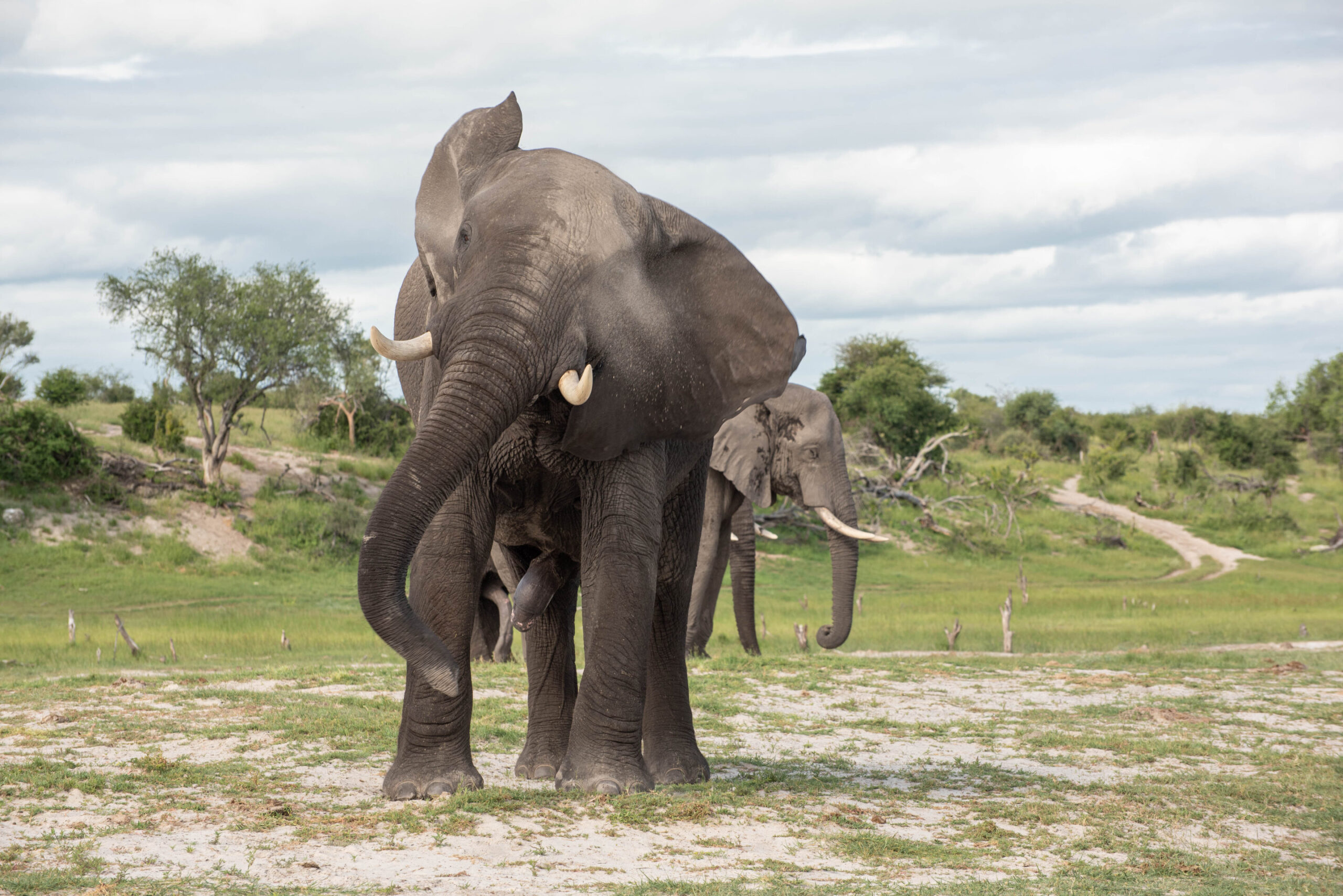 Пожилые самцы слонов действуют на молодняк как успокоительное