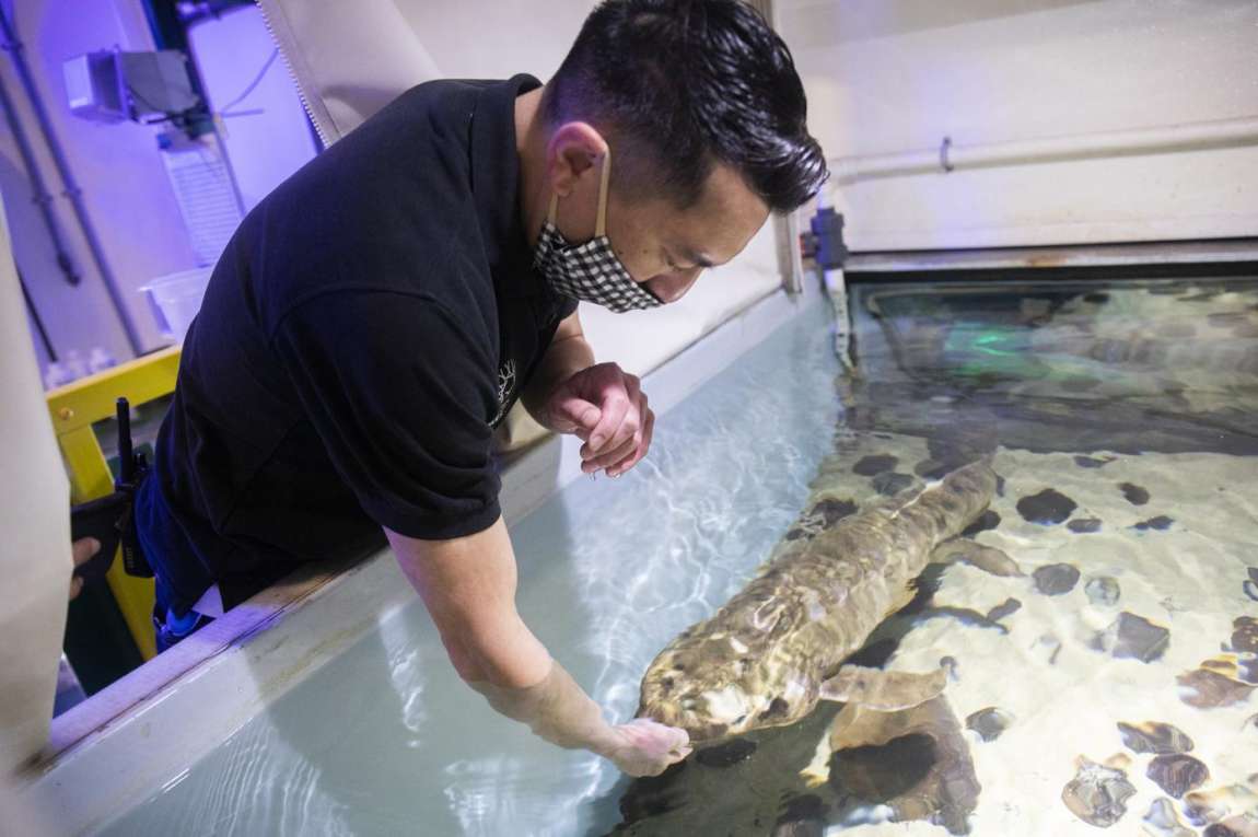 У Сан-Франциско живе найстаріша акваріумна риба у світі