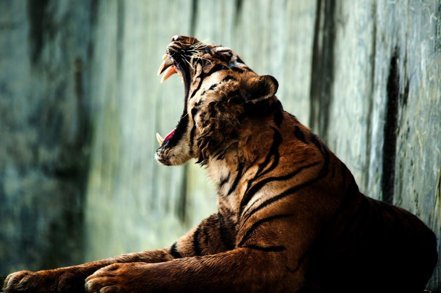 Как спасти суматранского тигра и не попасть к нему на обед.Вокруг Света. Украина