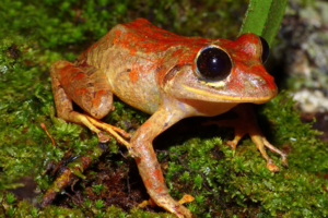 Новый вид дождевой лягушки из Панамы назвали в честь Греты Тунберг