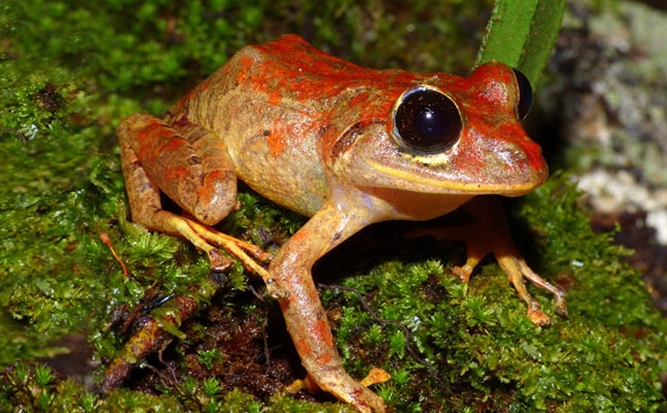 Новый вид дождевой лягушки из Панамы назвали в честь Греты Тунберг.Вокруг Света. Украина