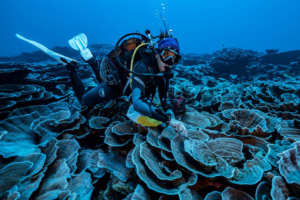 «Сумеречная зона»: у берегов Таити открыли глубинный коралловый риф