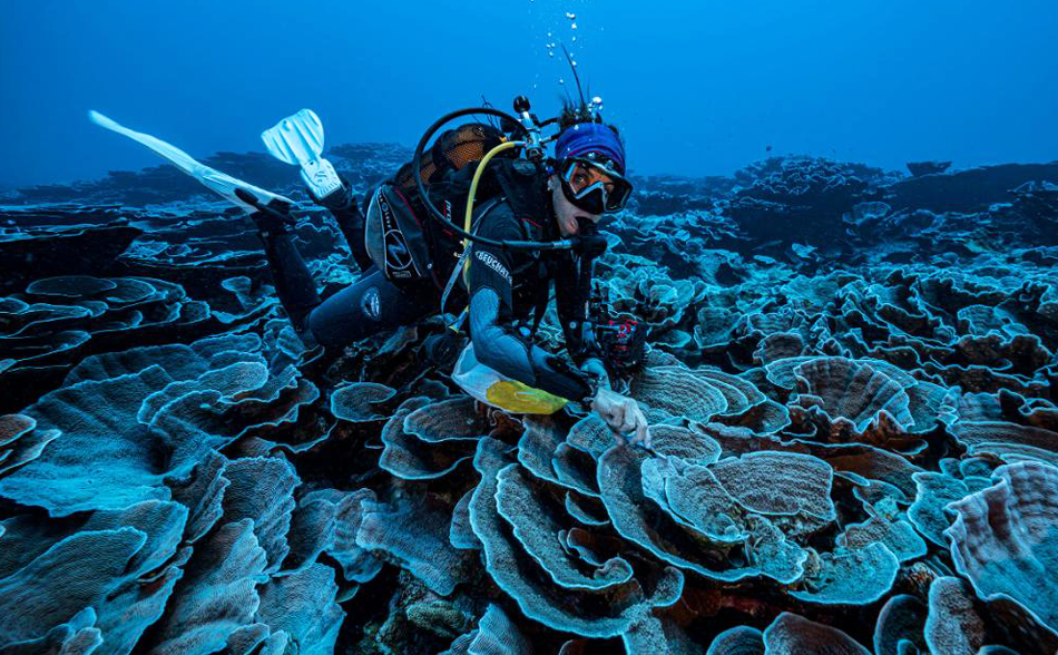 «Сумеречная зона»: у берегов Таити открыли глубинный коралловый риф