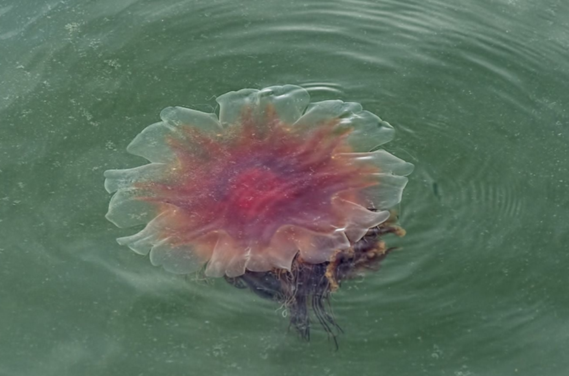 Красивые, но опасные: множество медуз «львиная грива» обнаружено вблизи пляжей Мельбурна.Вокруг Света. Украина