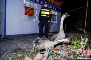 Пернатые пограничники: нарушителей китайской границы ловят гуси