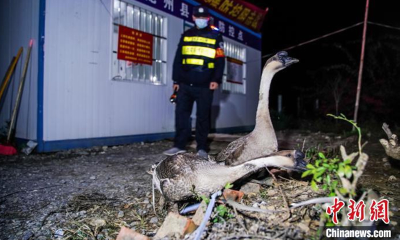 Пернатые пограничники: нарушителей китайской границы ловят гуси.Вокруг Света. Украина