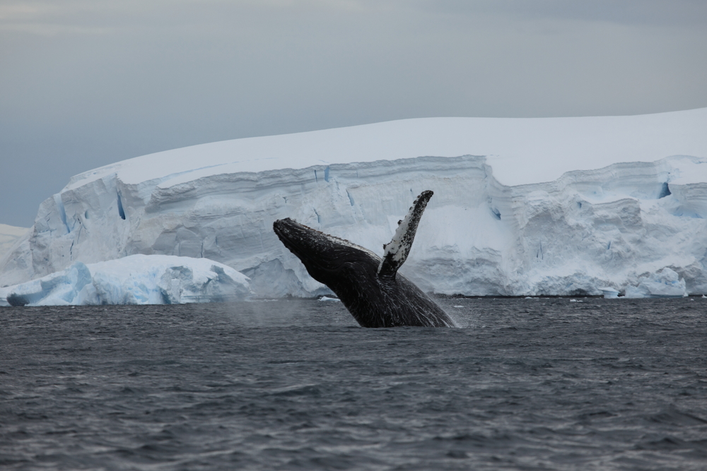 Украинские полярницы обнаружили более 200 новых горбатых китов