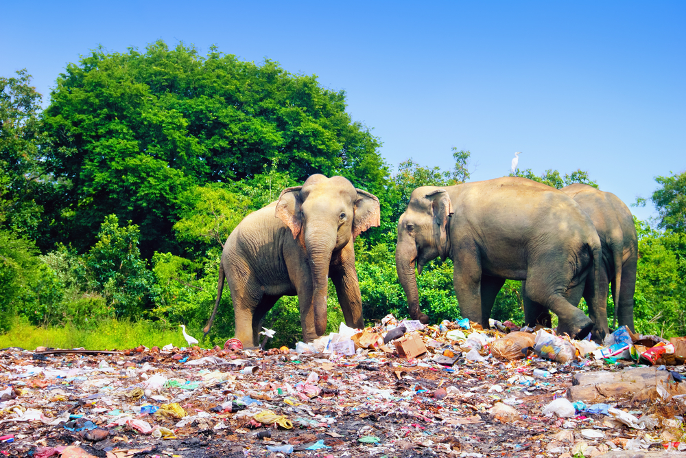 В Шри-Ланке из-за мусора гибнут слоны