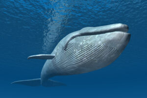 Как киты глотают пищу под водой и не тонут