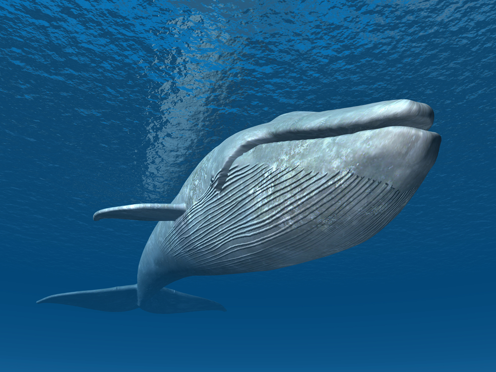 Как киты глотают пищу под водой и не тонут
