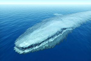 Морські біологи зафіксували полювання косаток на дорослих синіх китів