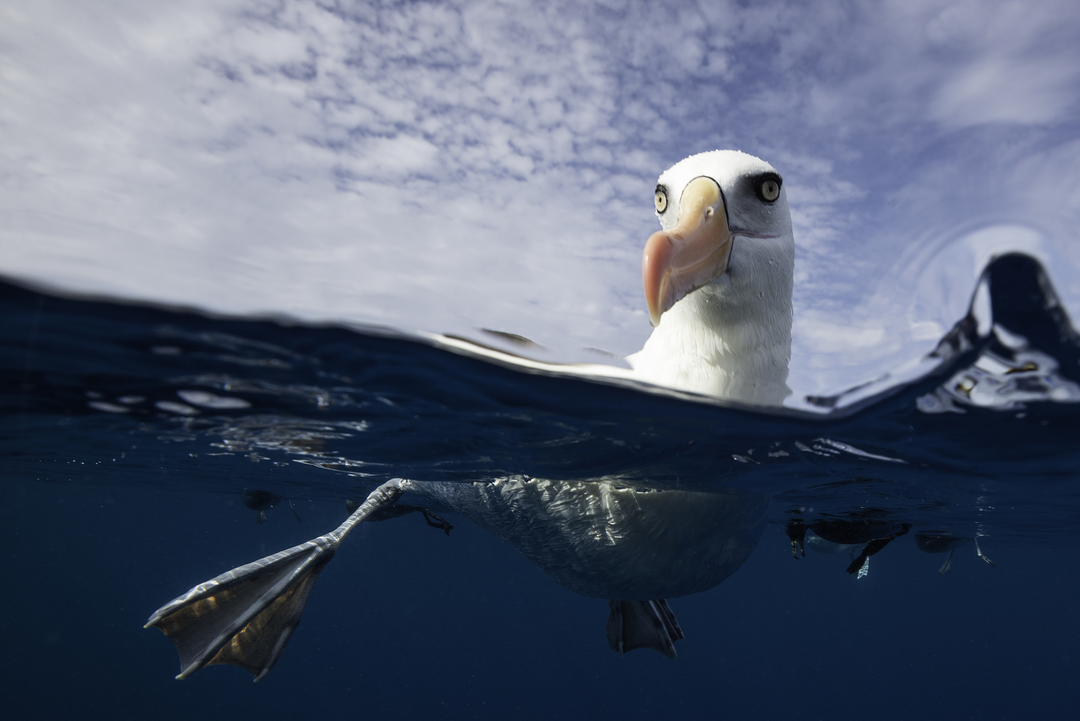 Альбатросы способны нырять на гораздо большие глубины, чем считалось