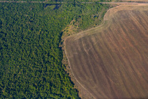 Эксперты ESA создали карту глобальных потерь леса на планете