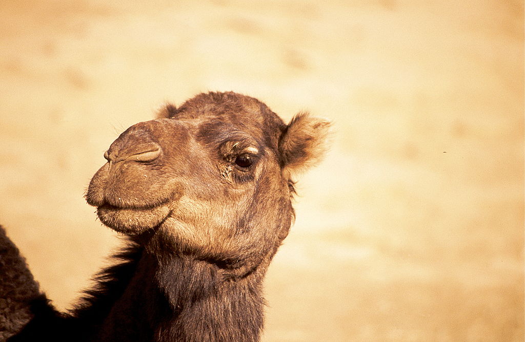 Нос верблюда помог создать сенсор влажности.Вокруг Света. Украина