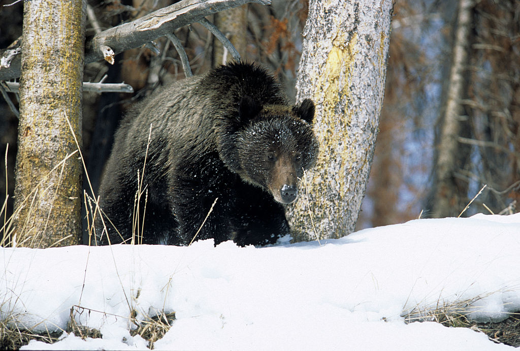 В Йеллоустоне медведь-клептоман крадет добычу у волков: видео.Вокруг Света. Украина