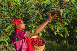 Кофе, кешью, авокадо: изменение климата урежет площади для выращивания ключевых культур