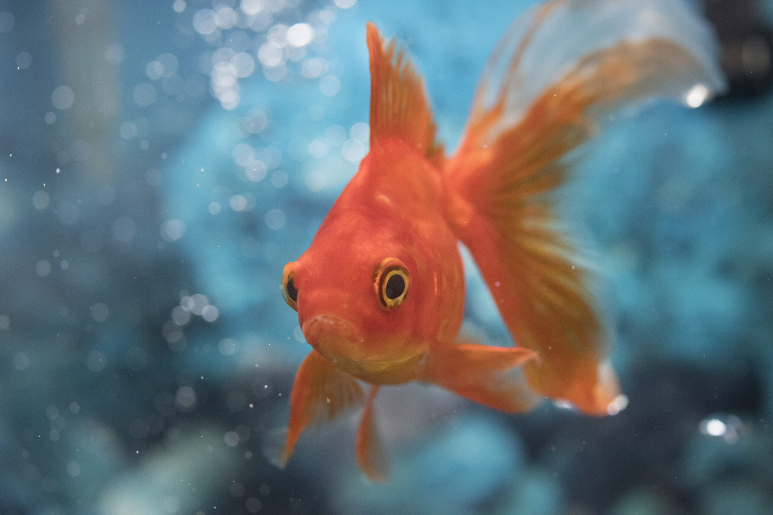 Золотую рыбку научили управлять аквариумом на колесиках: видео.Вокруг Света. Украина