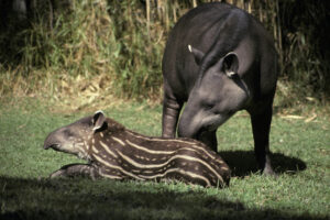 Популяция тапиров Южной Америки может исчезнуть с лица земли