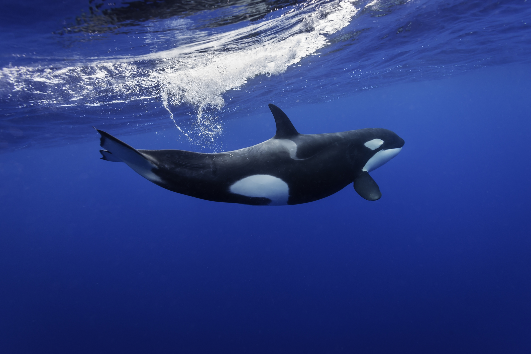 Стая косаток спасла горбатого кита от неизбежной смерти: видео