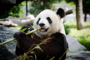 Зоологи узнали, почему панды толстеют от бамбука