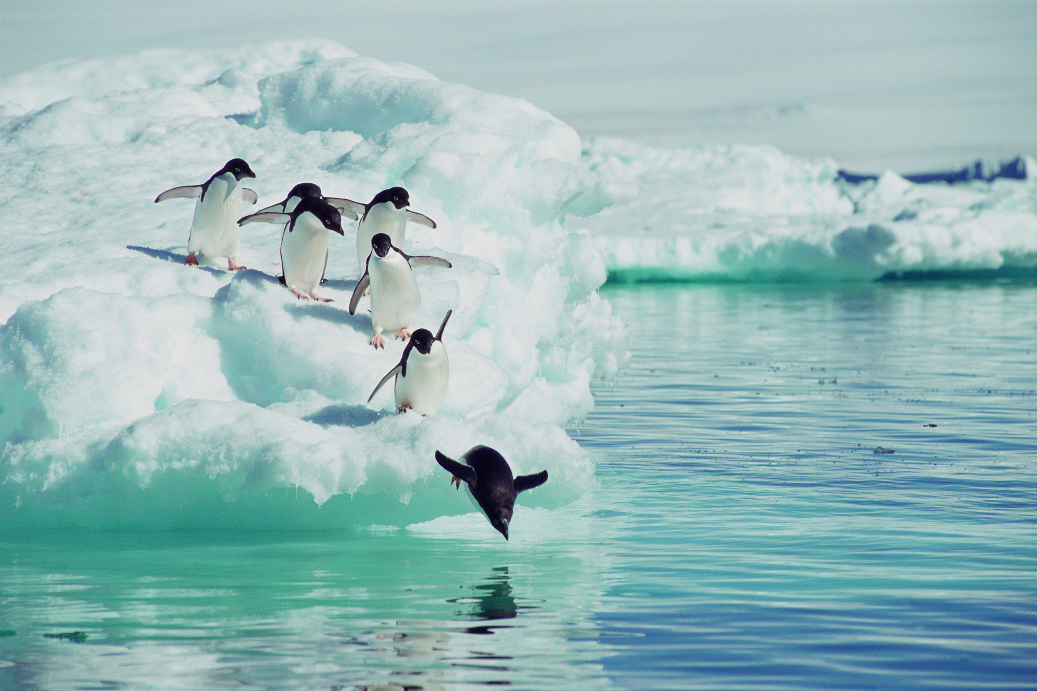 Почему пингвины становятся в очередь, чтобы нырнуть в океан?.Вокруг Света. Украина