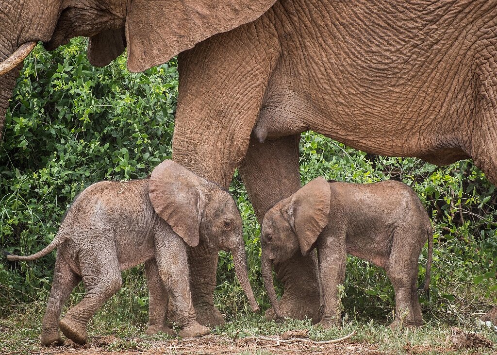В Кении родились слонята-близнецы: видео.Вокруг Света. Украина