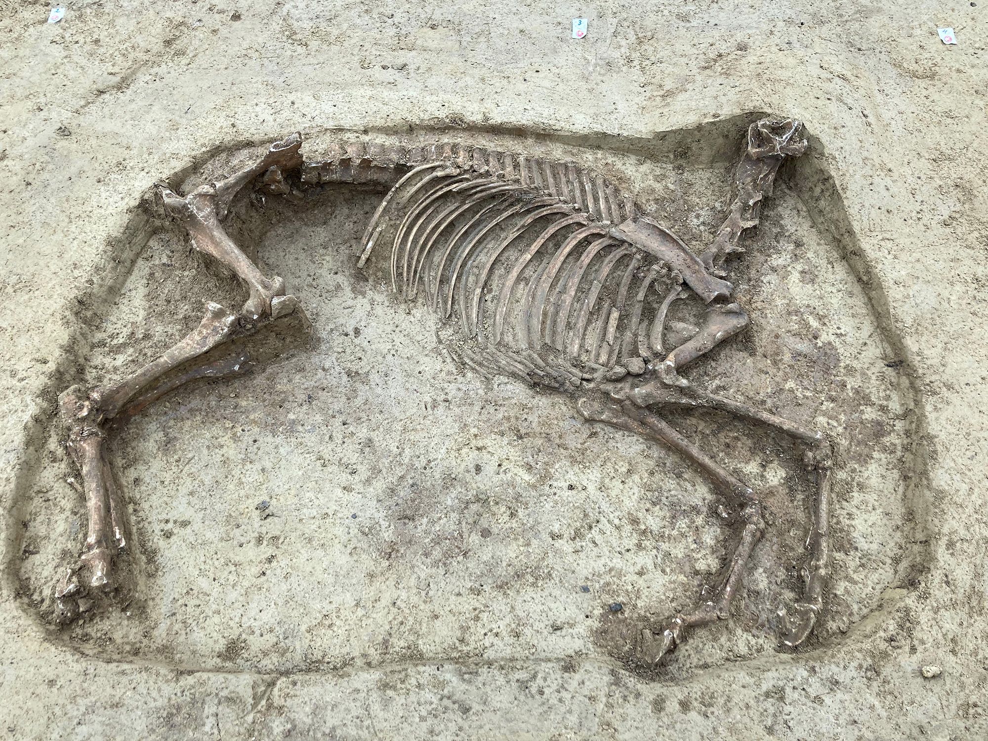 В Германии нашли древнюю могилу обезглавленной лошади