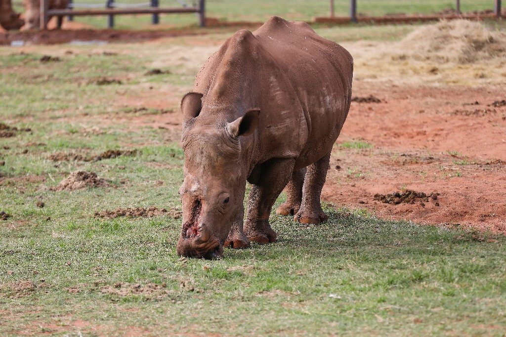 У Південній Африці вилікували носорога, якому браконьєри наживо відрубали ріг