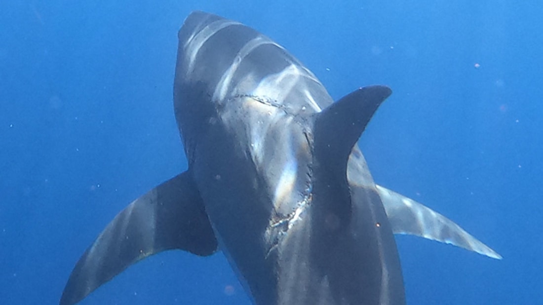 Фотограф запечатлел огромную акулу с загадочным шрамом. Что об этом думают эксперты?