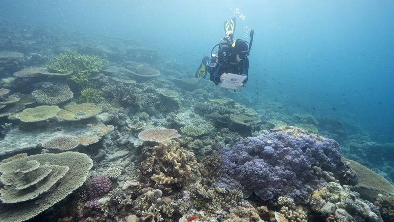 Кораллы Большого Барьерного рифа начали терять цвет. И это происходит намного раньше, чем ожидалось.Вокруг Света. Украина