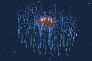 Психоделическое чудо: в заливе Монтерей заметили редкую глубоководную медузу – видео