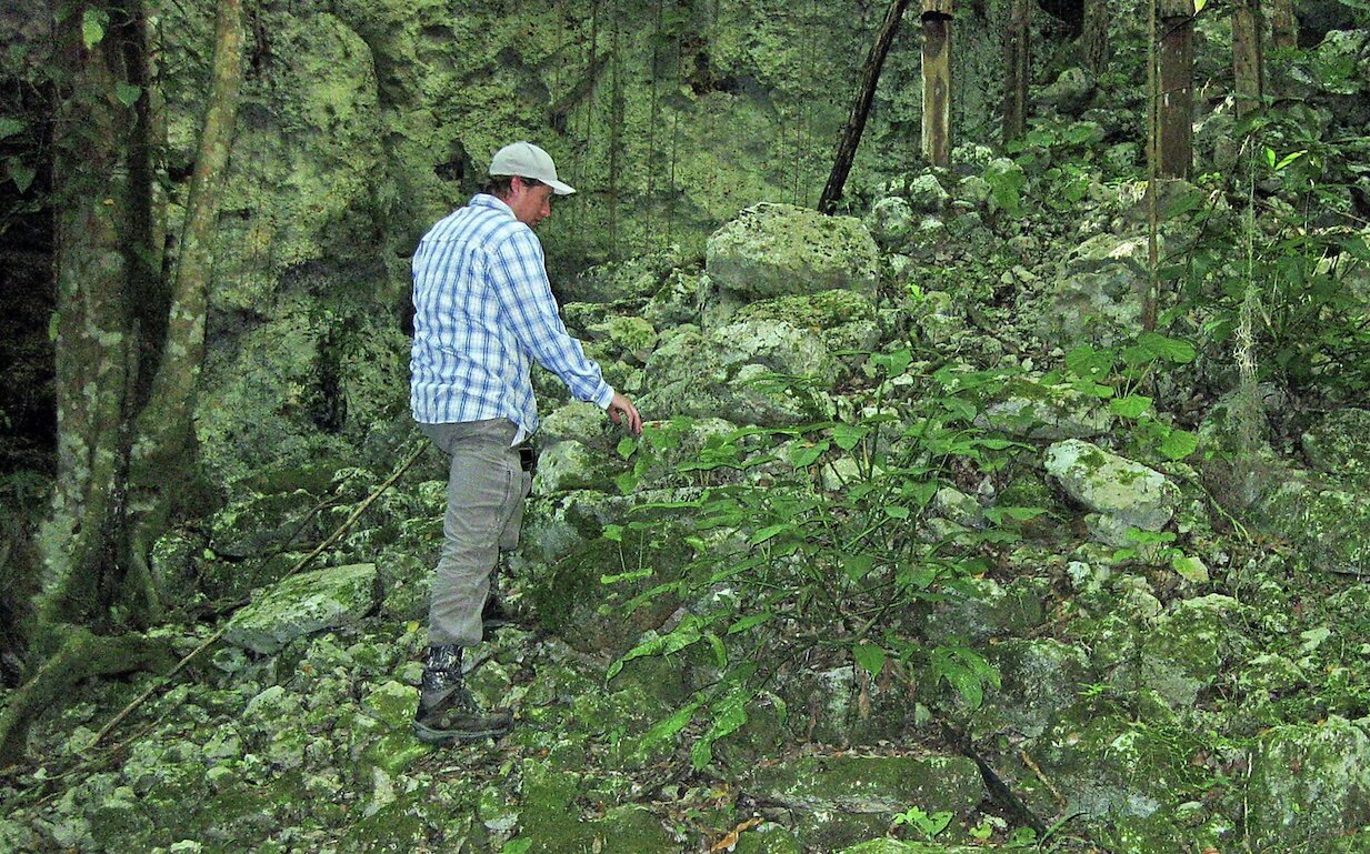 Найдены священные рощи какао-деревьев древних майя.Вокруг Света. Украина